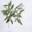 Picture of OLIVE BRANCHES
