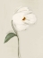 Picture of WHITE FLOWER 3