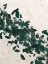 Picture of GREEN LEAF 2