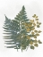 Picture of SILHOUETTED VEGETATION 2