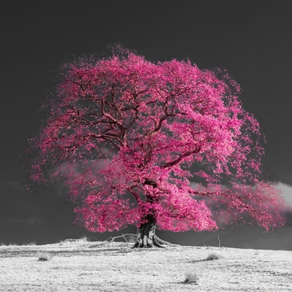 Picture of TREE ON A HILL-PINK