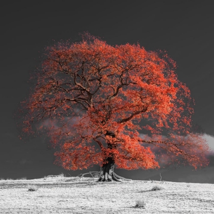 Picture of TREE ON A HILL-ORANGE