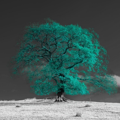 Picture of TREE ON A HILL-TEAL