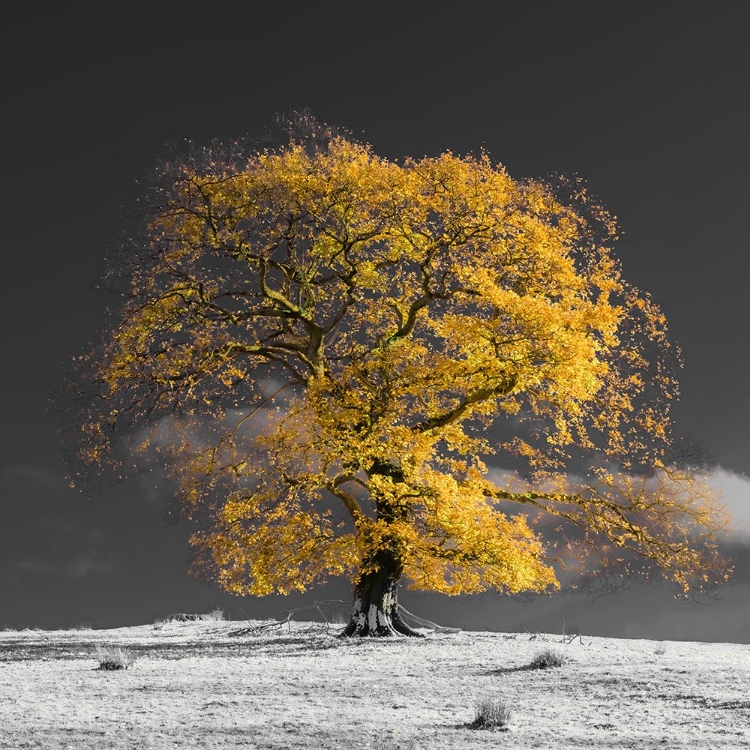 Picture of TREE ON A HILL-YELLOW-GOLD