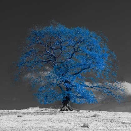 Picture of TREE ON A HILL-BLUE