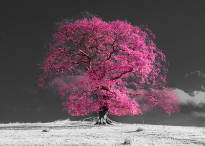 Picture of TREE ON A HILL-PINK
