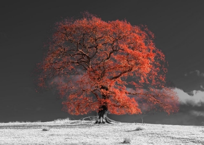 Picture of TREE ON A HILL-ORANGE