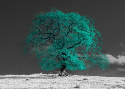 Picture of TREE ON A HILL-TEAL