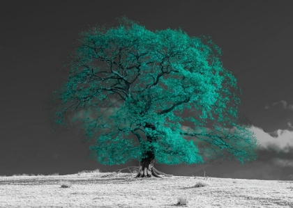 Picture of TREE ON A HILL-TEAL