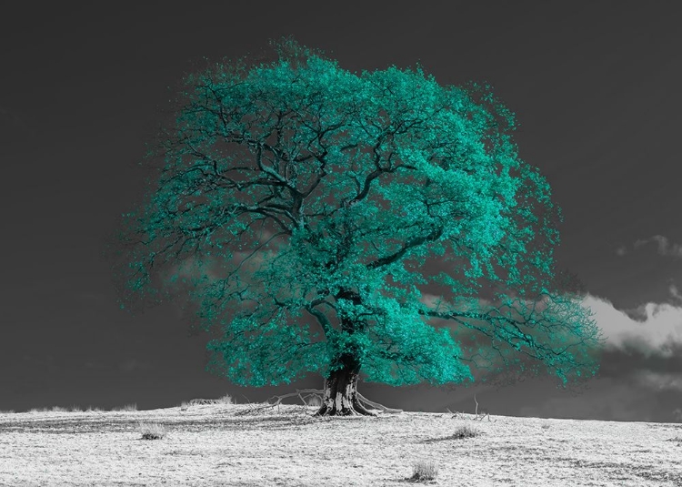 Picture of TREE ON A HILL-TEAL