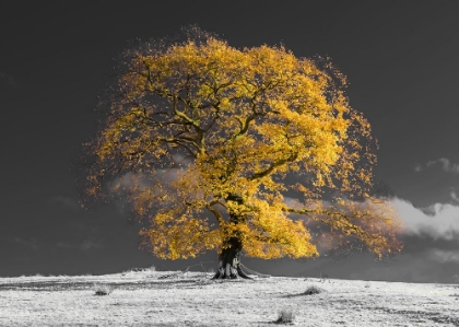 Picture of TREE ON A HILL-YELLOW-GOLD