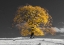 Picture of TREE ON A HILL-YELLOW-GOLD