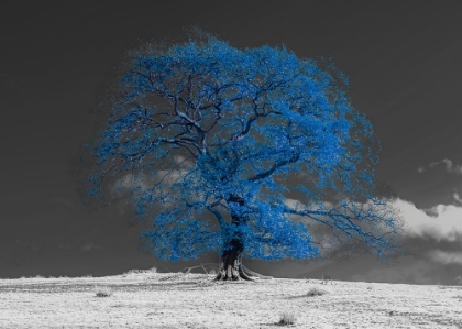 Picture of TREE ON A HILL-BLUE