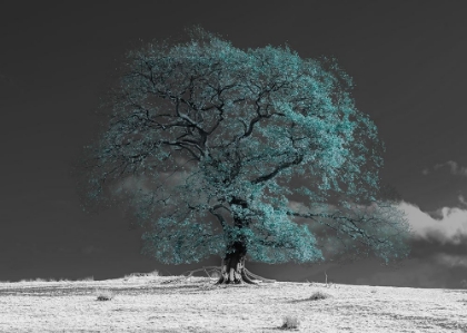 Picture of TREE ON A HILL-TEAL