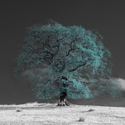 Picture of TREE ON A HILL-TEAL