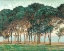 Picture of UMBRELLA PINES-ANTIBES 1888