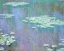 Picture of WATER-LILIES 1905