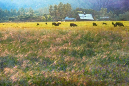 Picture of BARN AND FOXTAIL CHERRY CREEK