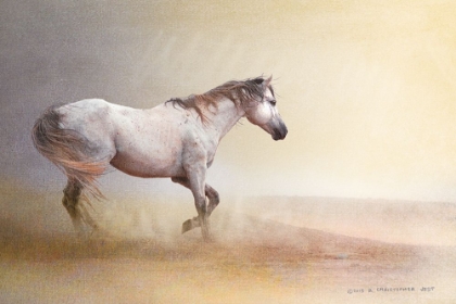 Picture of DUST STORM WHITE HORSE