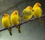 Picture of GOLDEN TAVETA WEAVERS