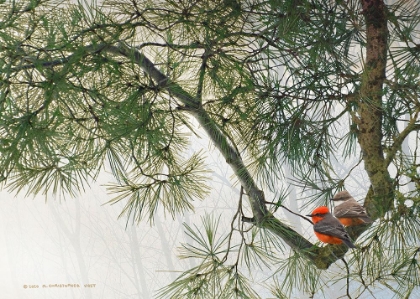 Picture of VERMILLION FLYCATCHERS ON CROOKED BRANCH