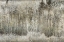 Picture of ASPEN WILLOW LEAVES ABSTRACT