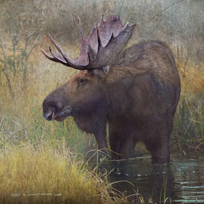 Picture of MOOSE IN MARSH