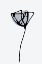 Picture of MINIMAL NARCISSUS