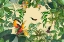 Picture of TOUCANS PARADISE GARTEN