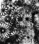 Picture of DARK FLOWER IMPRESSION