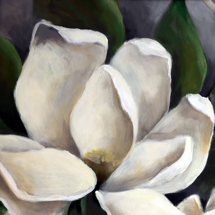 Picture of MAGNOLIA II