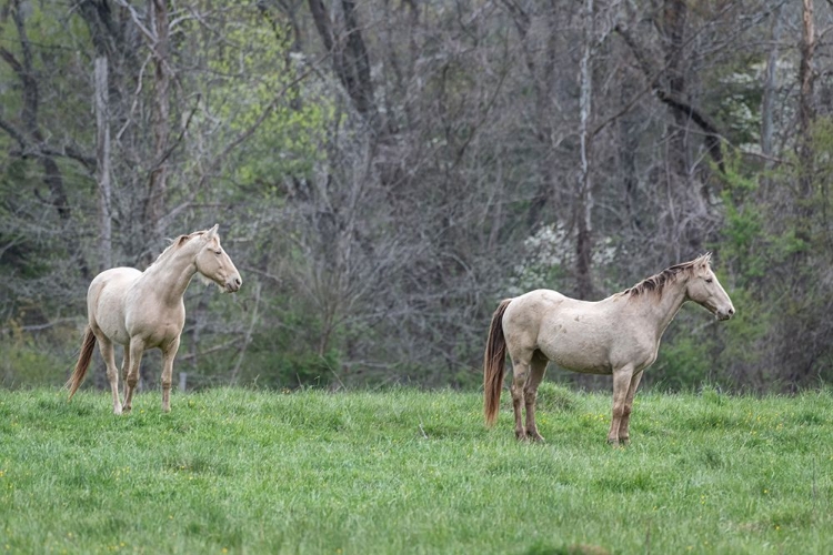 Picture of BUDDIES I