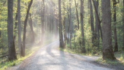 Picture of MISTY ROAD