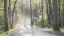 Picture of MISTY ROAD