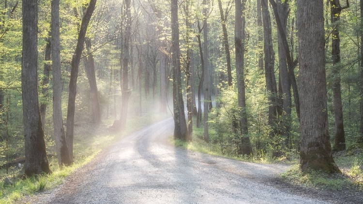 Picture of MISTY ROAD