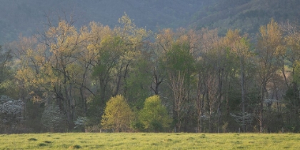 Picture of TREE LINE