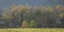Picture of TREE LINE
