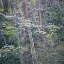 Picture of DOGWOODSI
