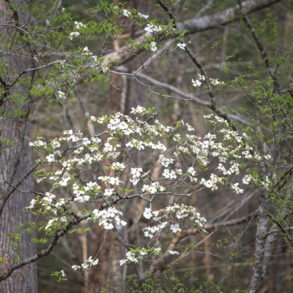 Picture of DOGWOODS II