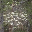 Picture of DOGWOODS II