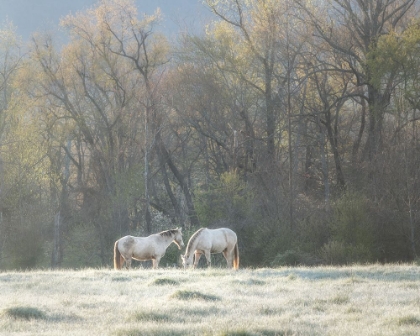 Picture of MORNING GRAZE