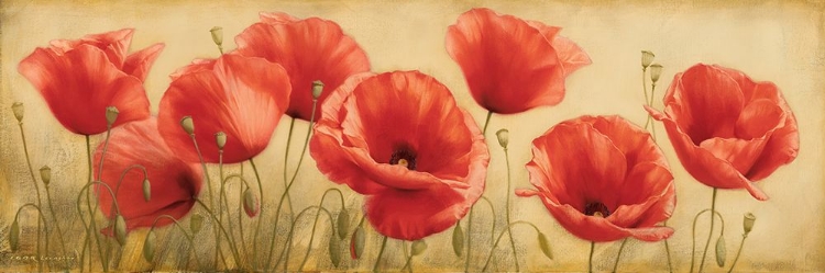 Picture of POPPIES GRACE I