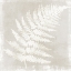 Picture of FOR AMELIA II 