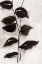 Picture of LEAVES I 