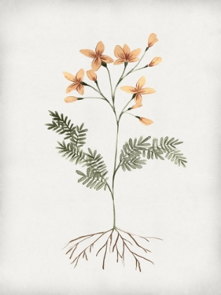 Picture of ROOTED FLORAL II