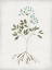 Picture of ROOTED FLORAL III