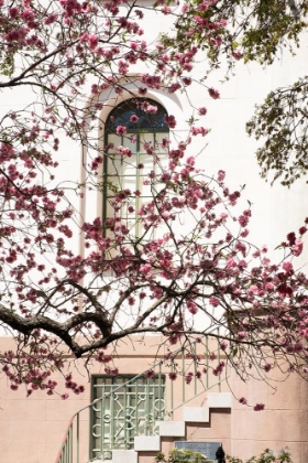 Picture of CHARLESTON SPRING BLOSSOMS