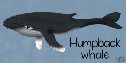 Picture of HUMPBACK