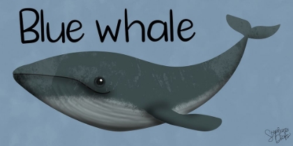 Picture of BLUE WHALE