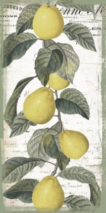 Picture of CITRON I